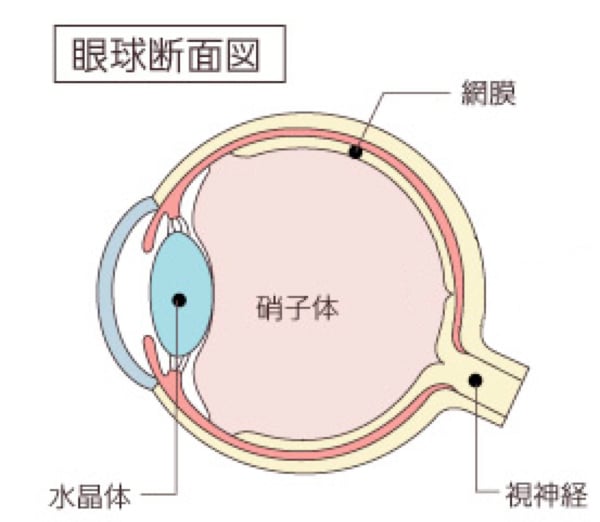 眼球断面図1