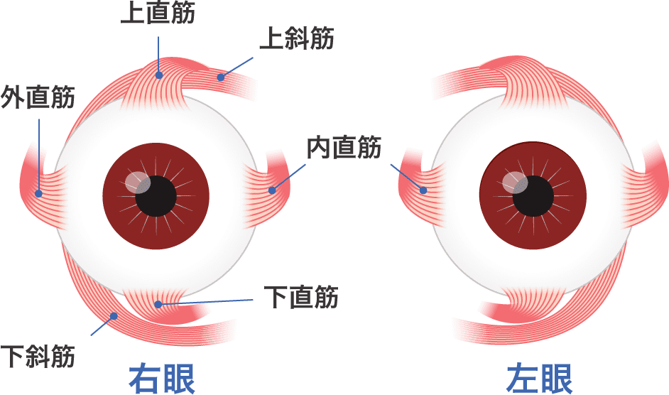 目の筋肉